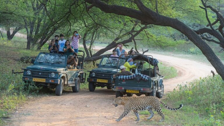 jawai leopard safari org